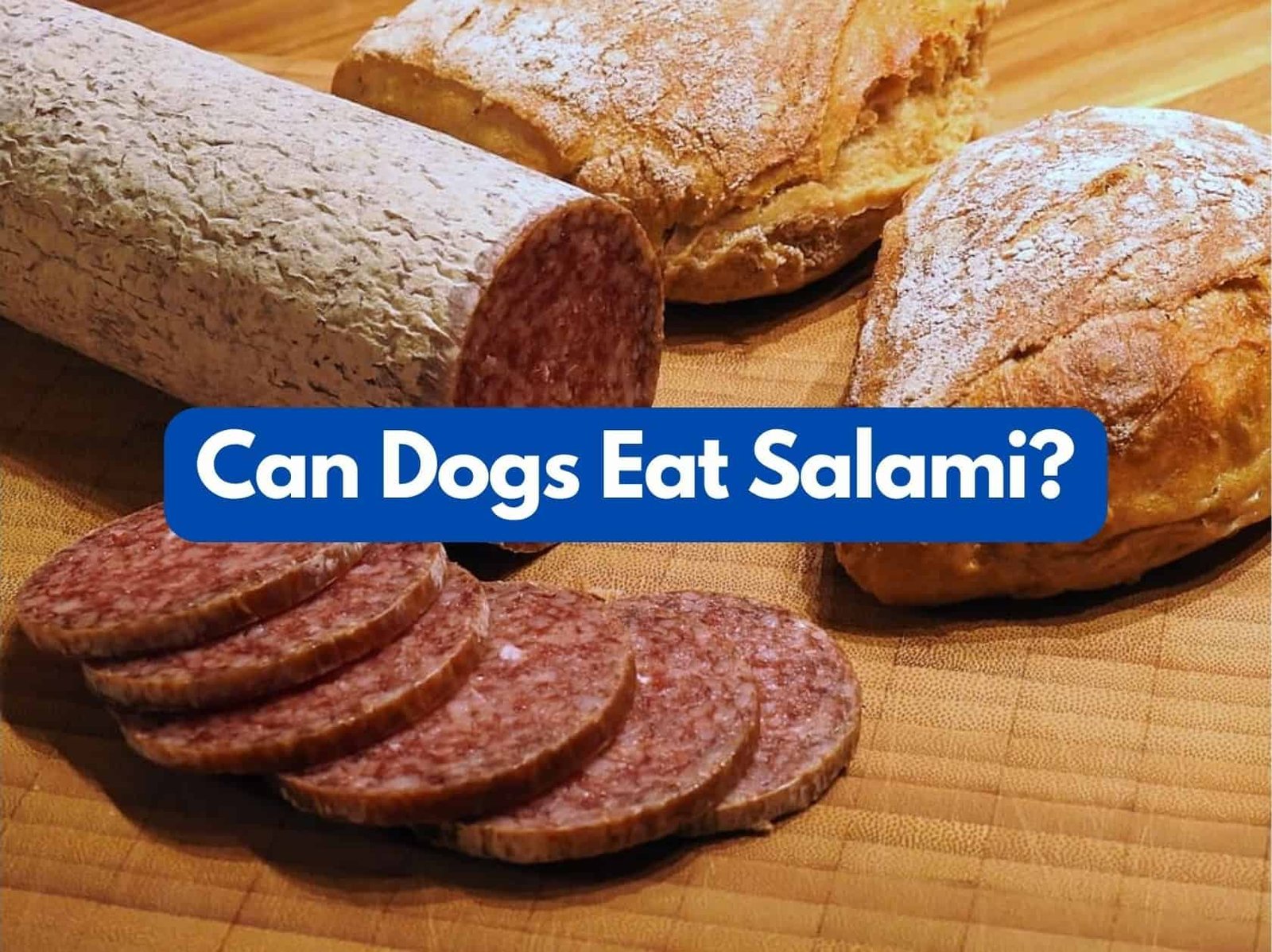 Can my dog eat salami