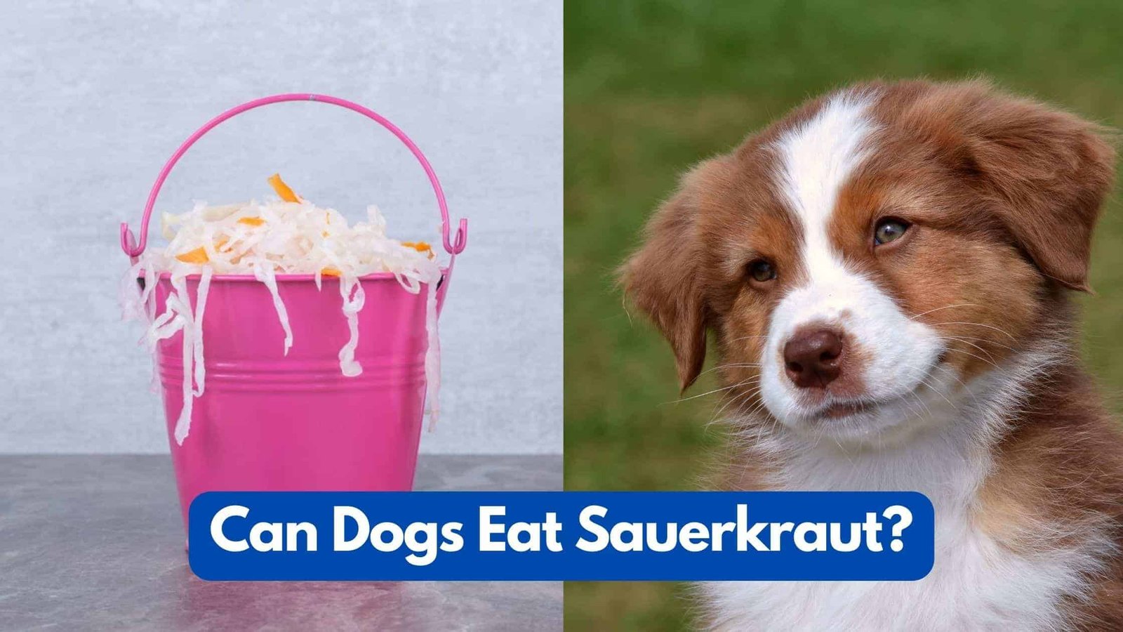Can my dog eat sauerkraut