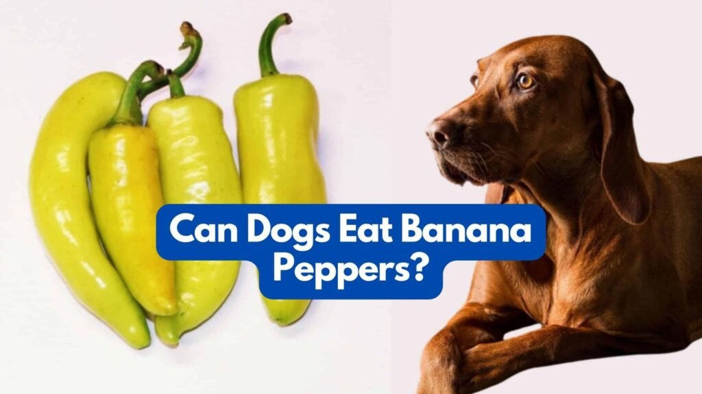 Can my dog have banana peppers