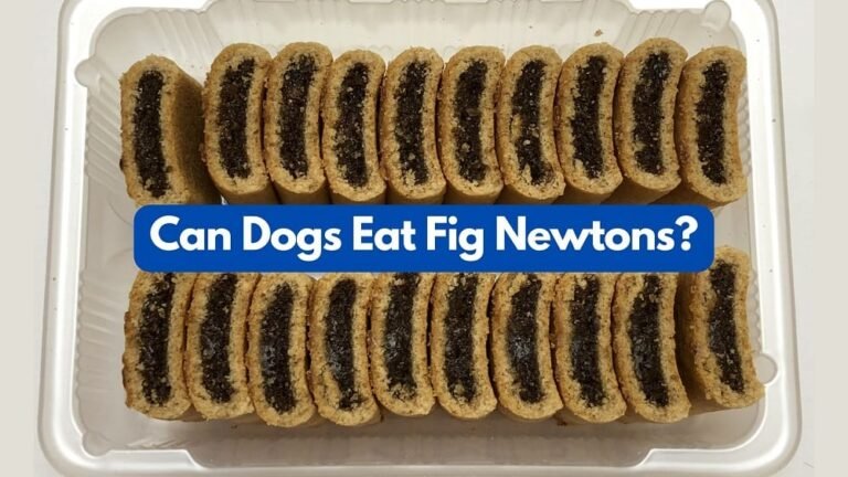 Can Dogs Eat Fig Newtons? Pure Facts You Need To Know