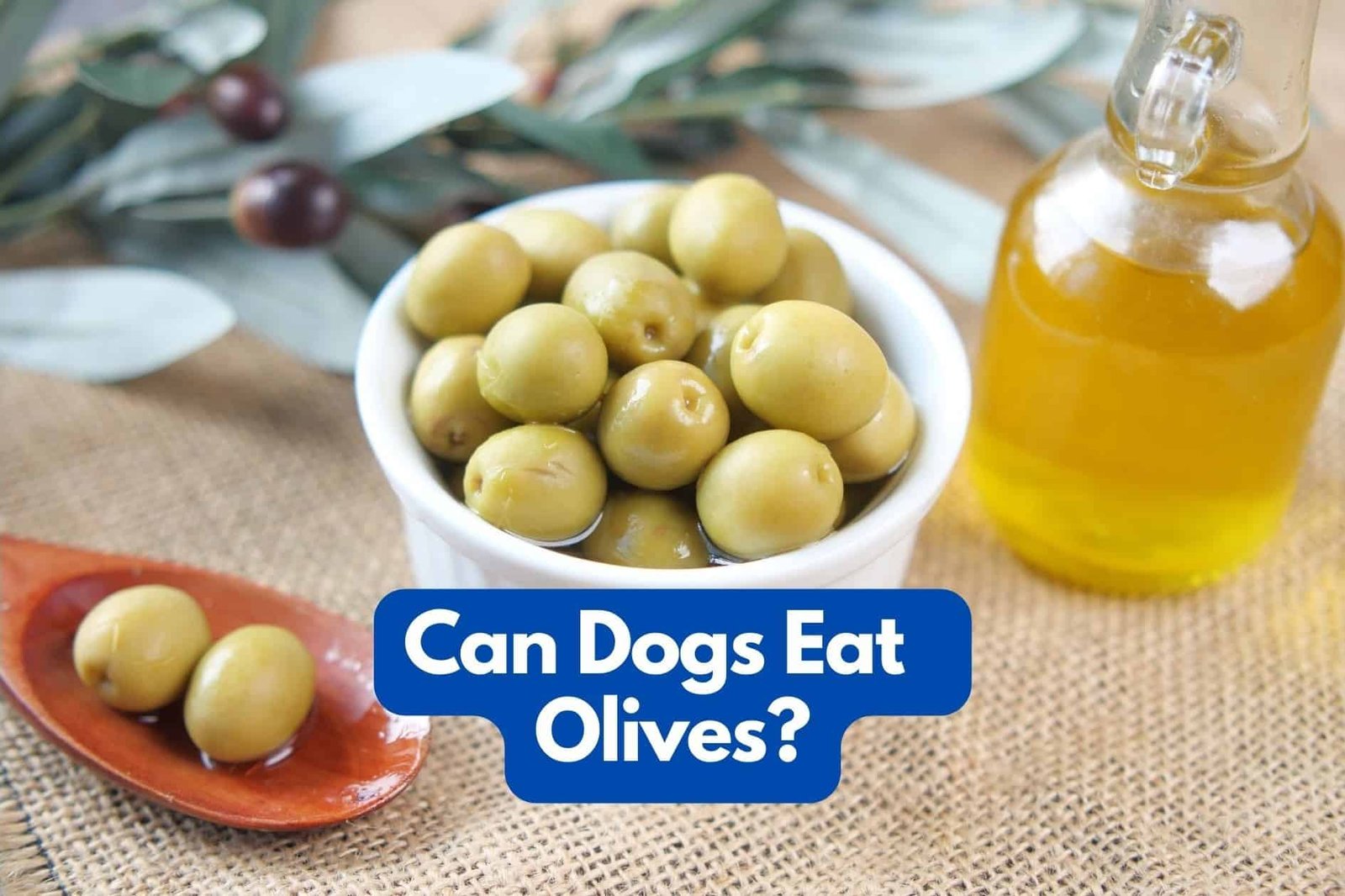 Can my dogs eat olives