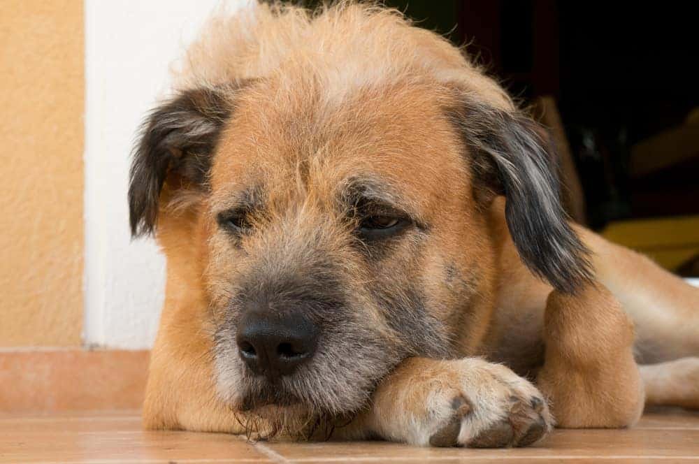 a dog with stomach allergy digestive issues after eating food allergens