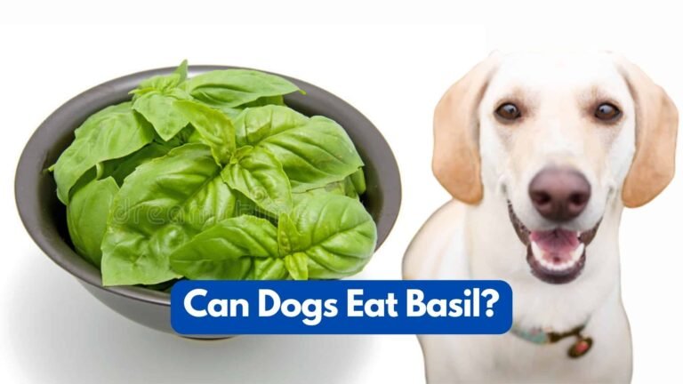 Can Dogs Eat Basil? All You Need To Know