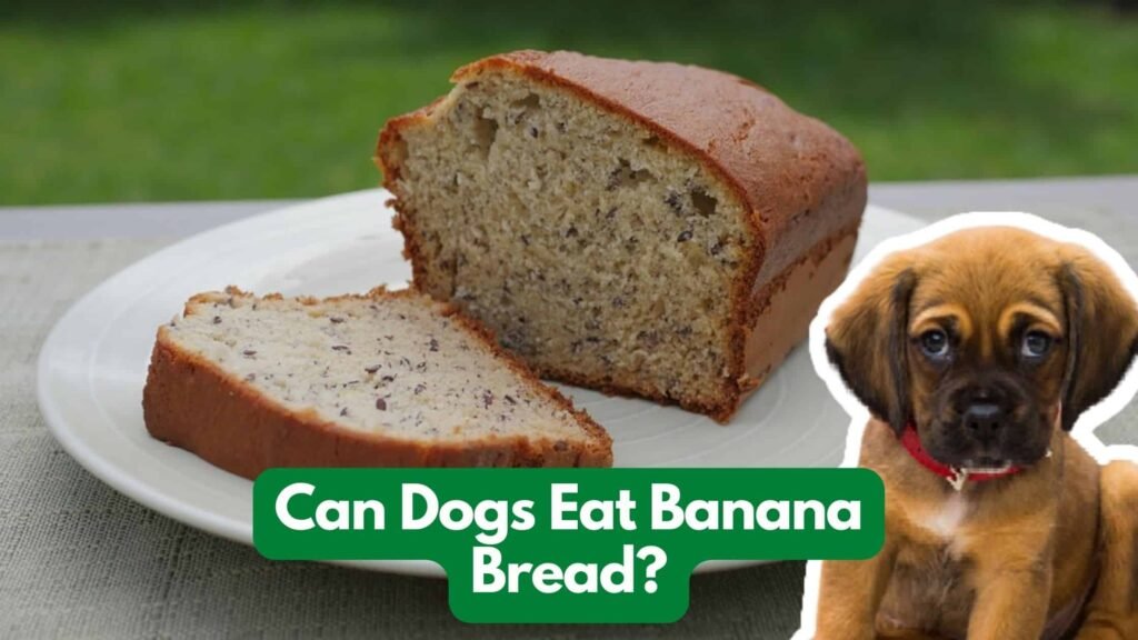 can my dogs eat banana bread