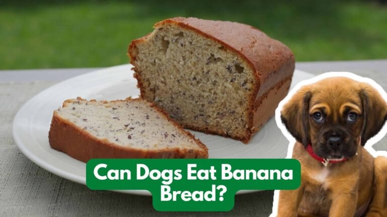 Can Dogs Eat Banana Bread? Benefits and Potential Risks