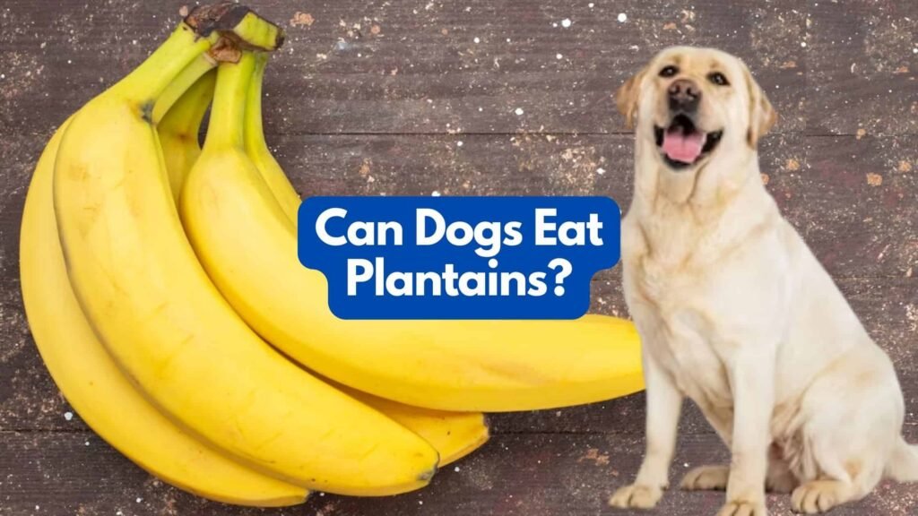 can my dogs eat plantains
