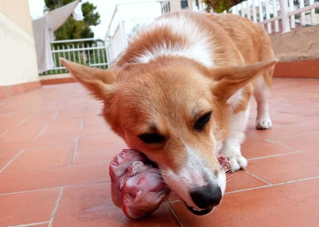 can dogs eat roast beef raw?