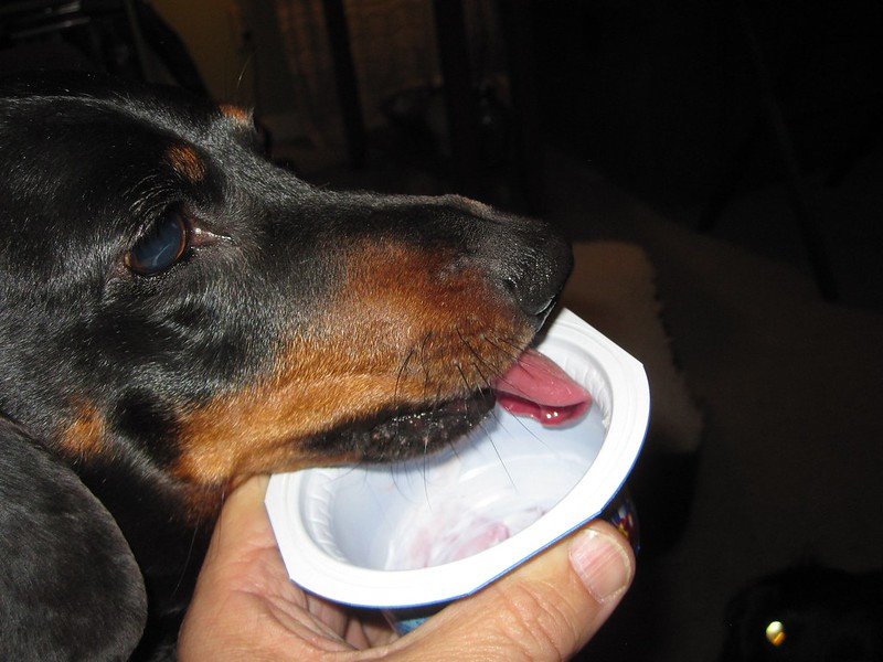 dog licking yogurt in a cup. can dogs eat frozen yogurt