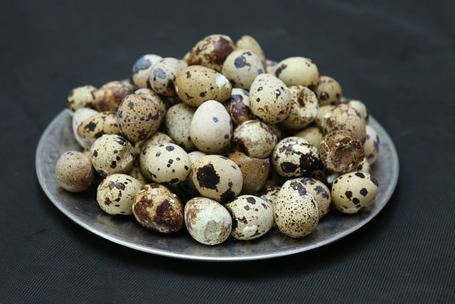 Can dogs eat quail eggs?