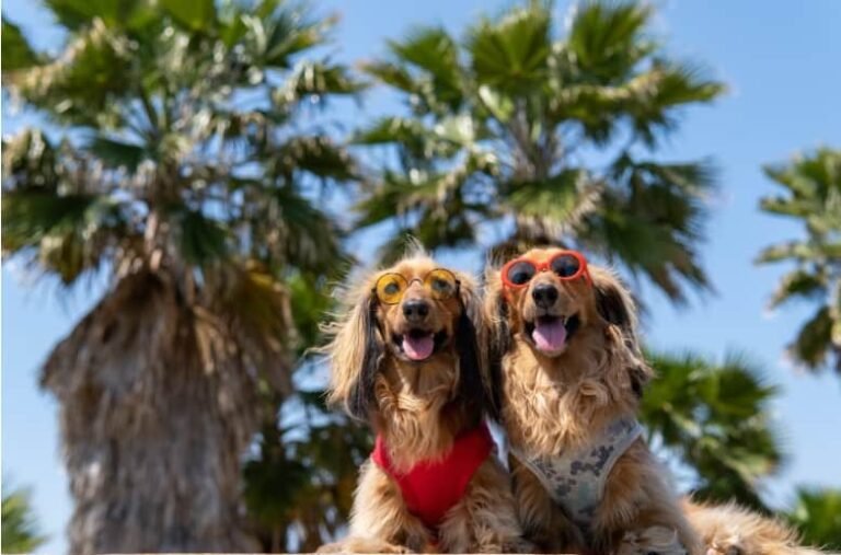 How to Keep Your Pet Safe This Summer (9 Solid Tips)