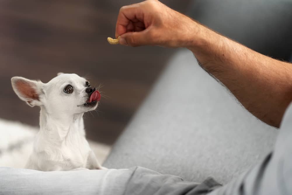 Giving chihuahua a treat. Can dogs eat probiotics for humans?