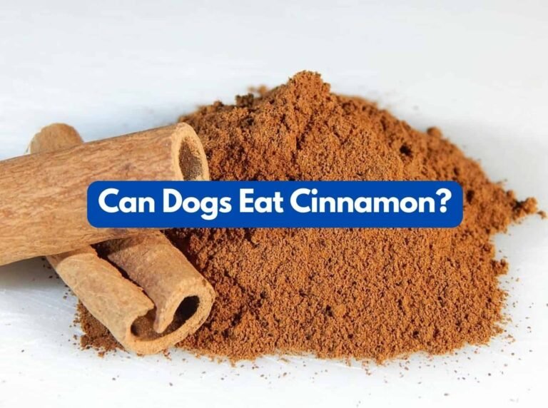 Can Dogs Eat Food With Cinnamon? A Comprehensive Guide for Pet Owners