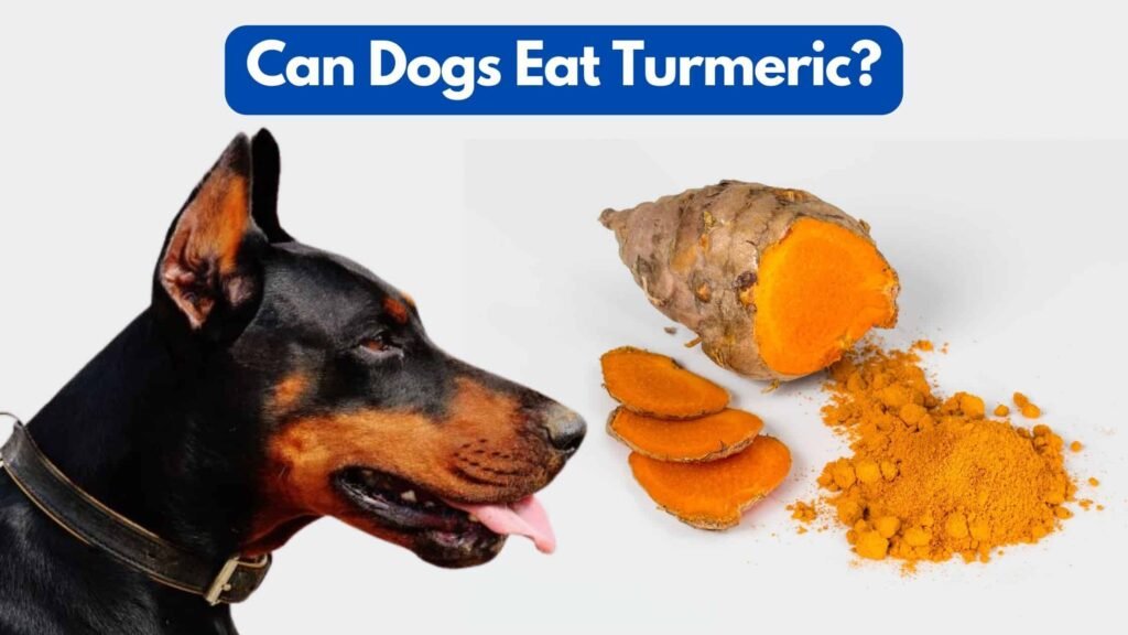 Can my dog eat turmeric