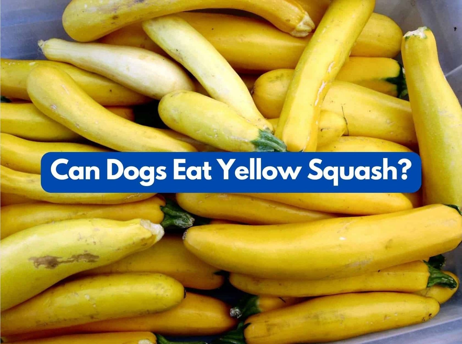 Can my dogs eat yellow squash