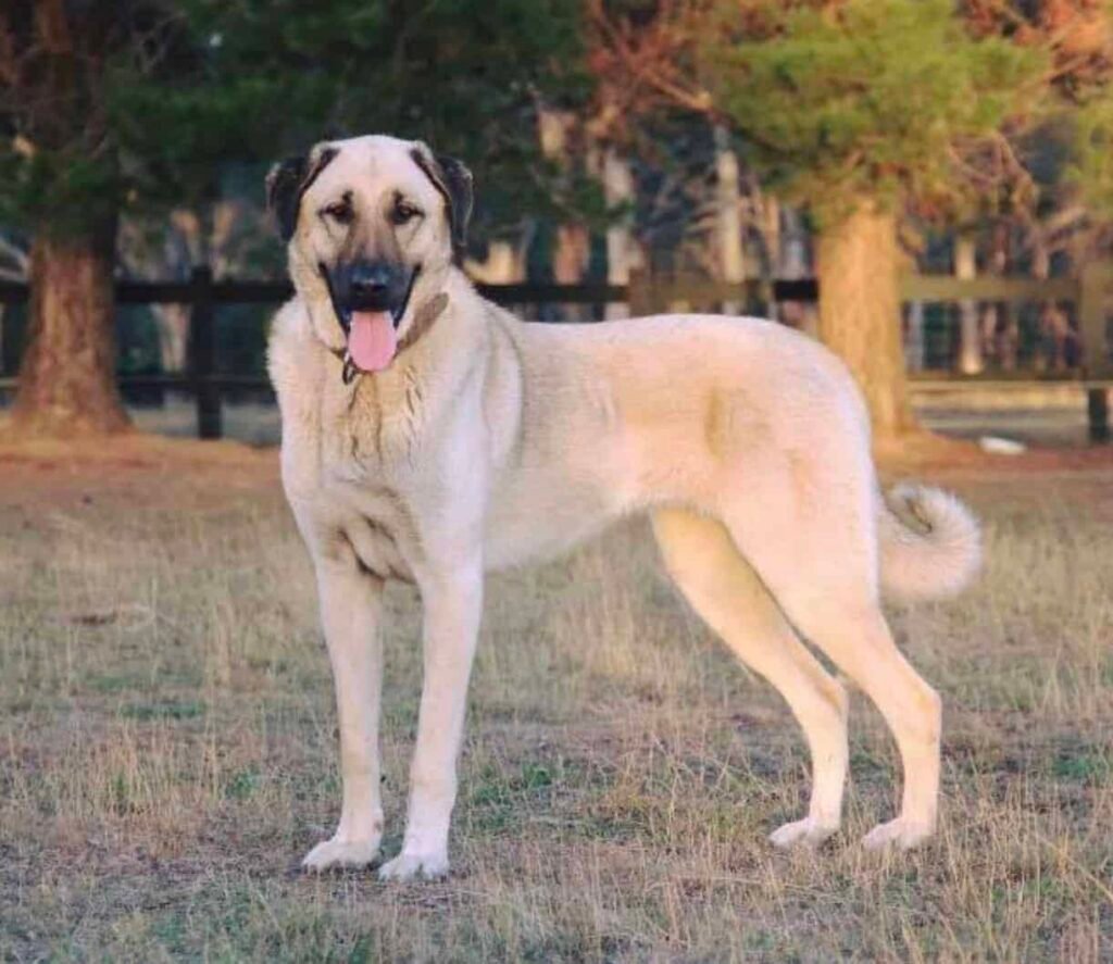 The Kangal dog breed is a bear hunting dog that can kill a bear.
