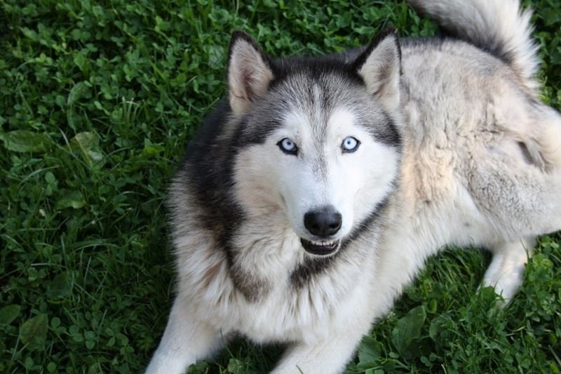 Siberian Husky - One of the most dangerous dog breeds in the world