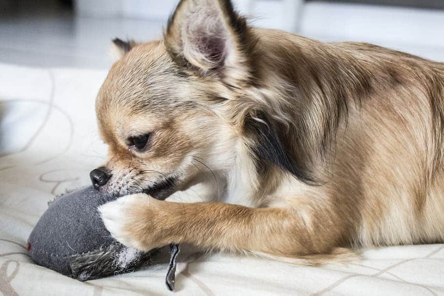 A chihuahua chewing on a toy chew.