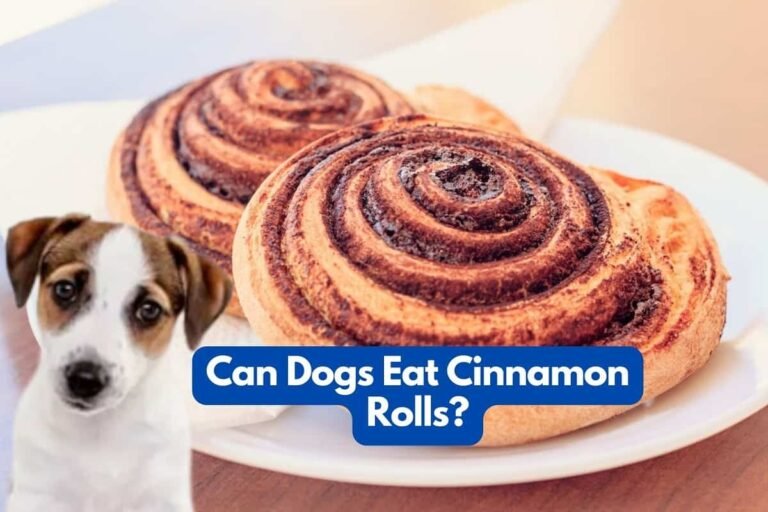 Can Dogs Eat Cinnamon Rolls? A Comprehensive Guide for Pet Owners