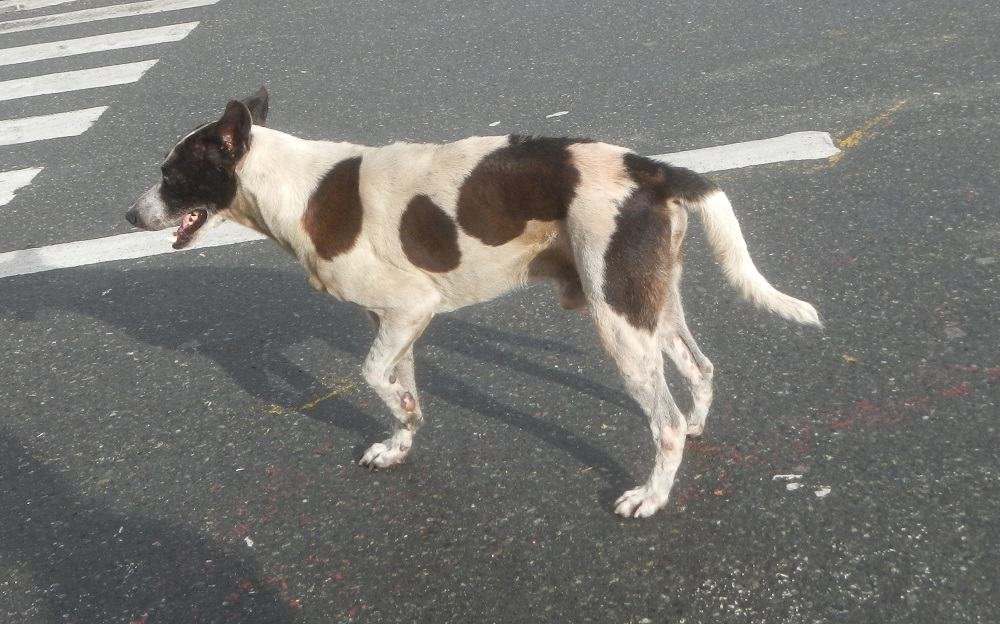 a dog limping in the street.