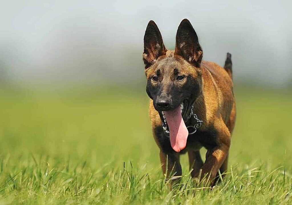 Belgian Malinois - Last dog in our list of dogs with the strongest bite force.