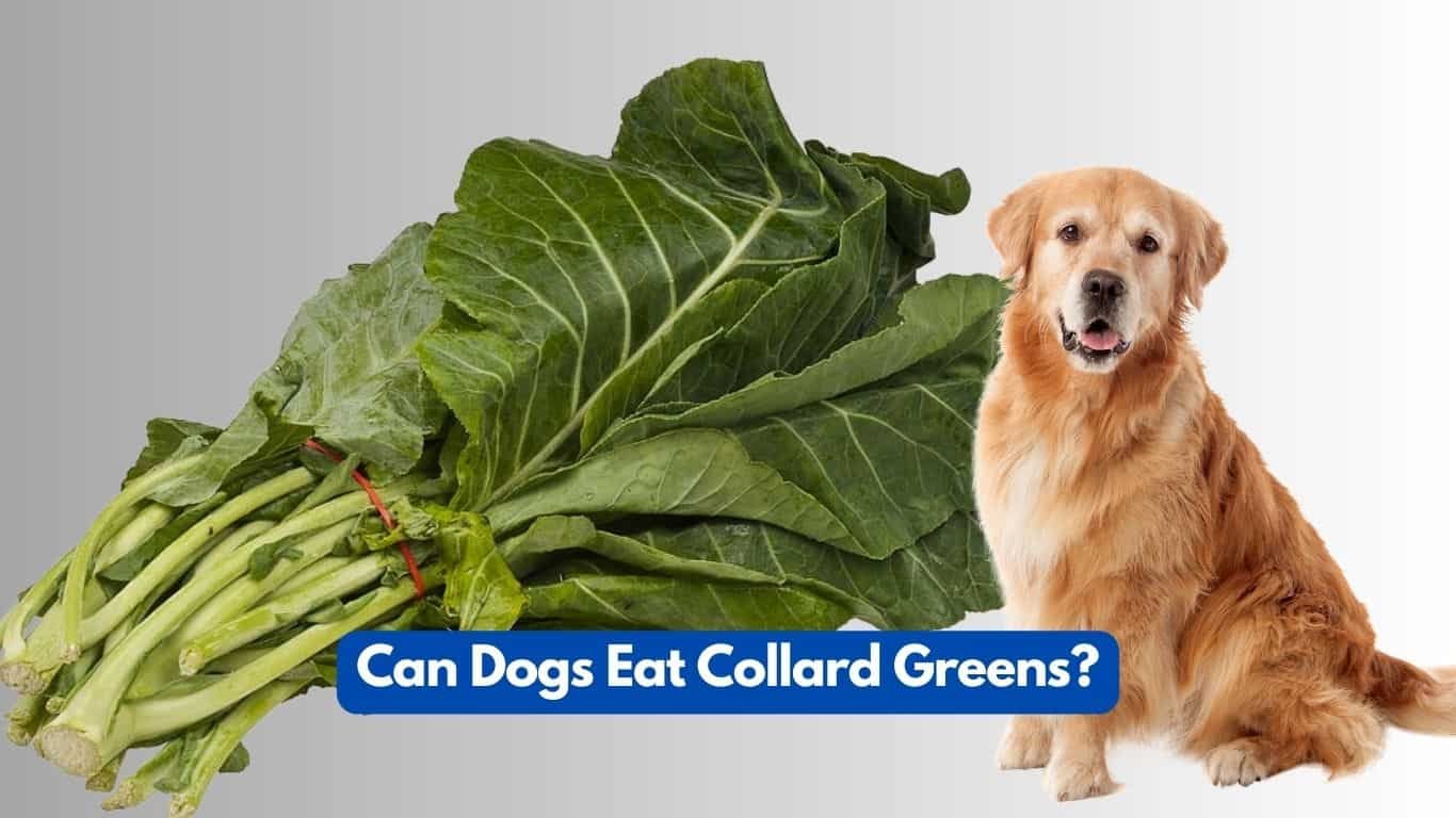 Can Dogs Eat Collard Greens