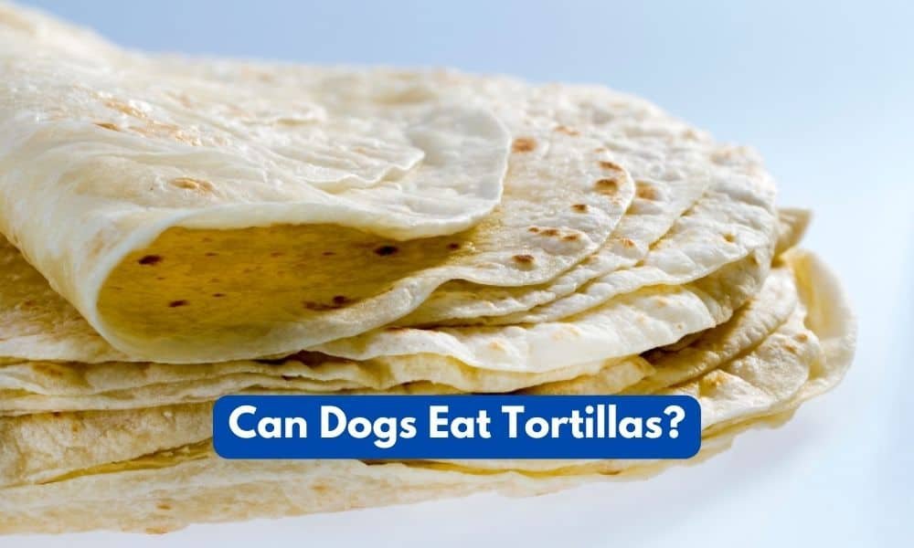 Can Dogs Eat Tortillas?