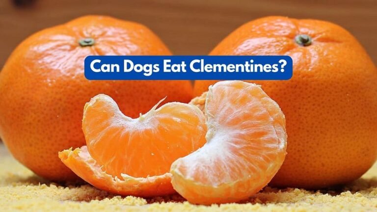 Can Dogs Eat Clementines? Everything You Need to Know