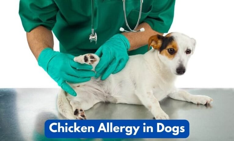 Chicken Allergy in Dogs – Can Dogs Eat Eggs if They are Allergic to Chicken?