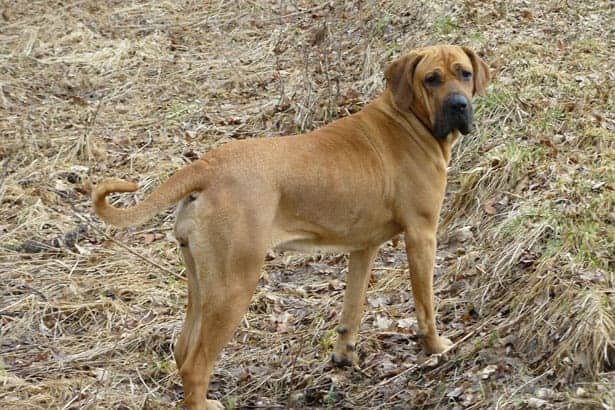 Fila Brasileiro bear hunting dog breed