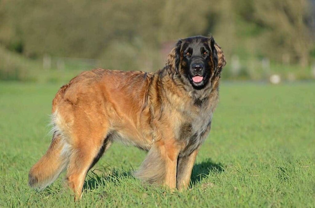 Leonberger have an incredible biting power