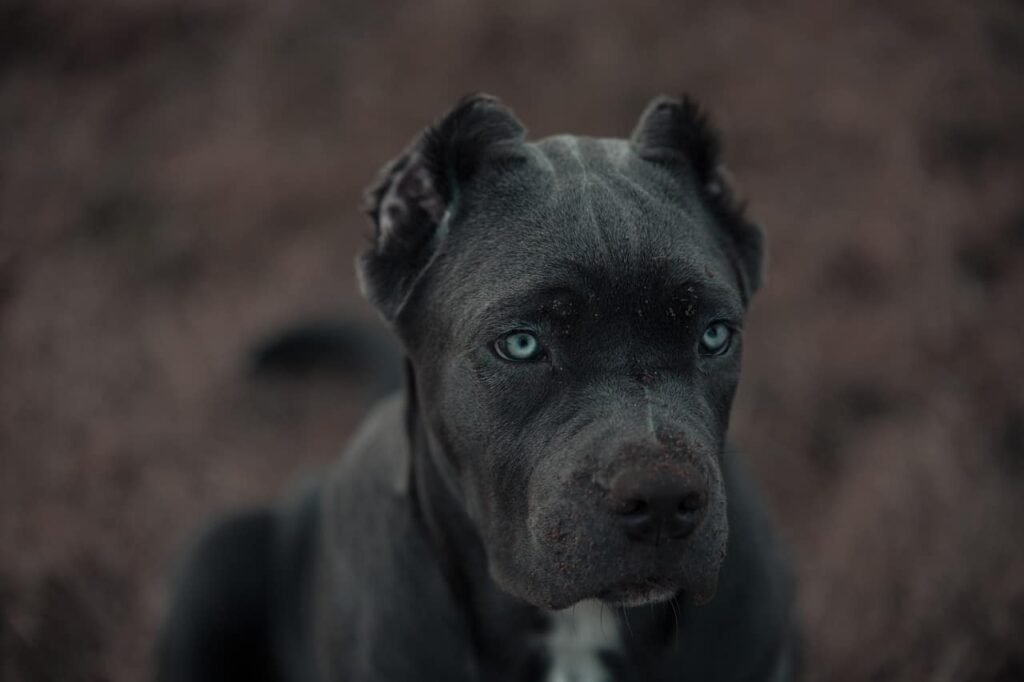 Bandog is a dog with one of the most impressive bite force.