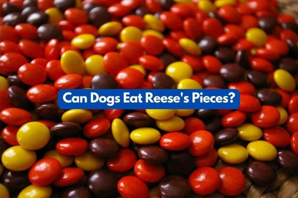 can dogs eat reese's pieces