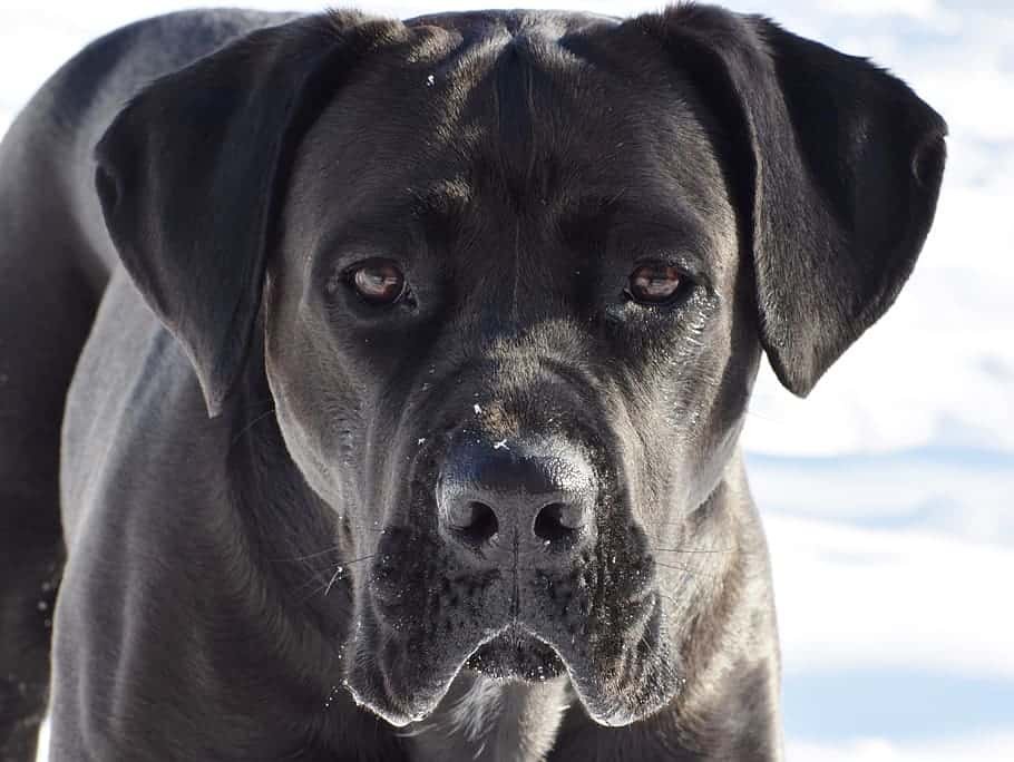 Cane Corso also tops the list of dogs with the strongest bite force