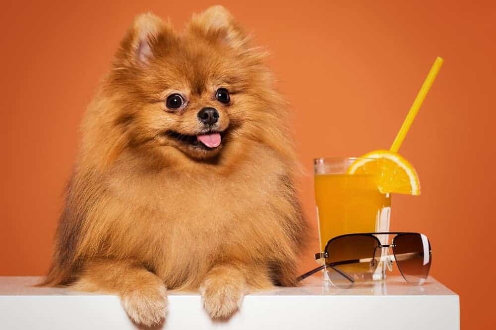 Can dogs have clementines juice? Image of a cute spitz with clementines juice