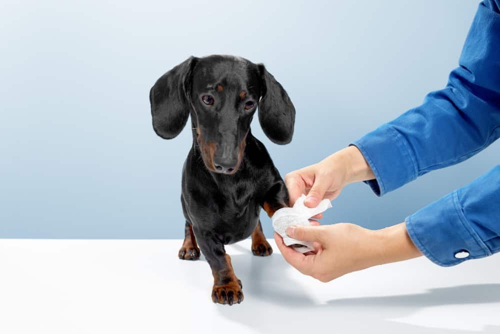 How to treat dog paw pad cuts at home