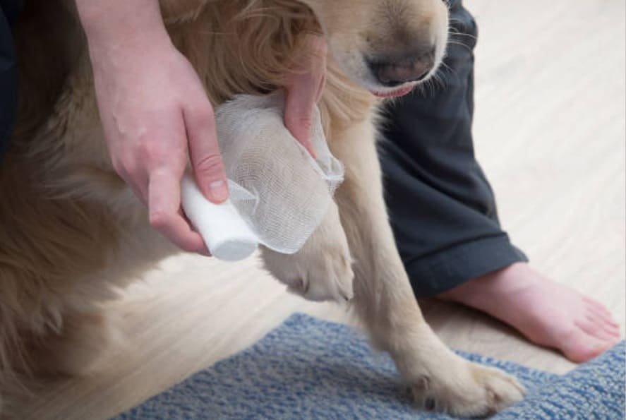Caring for a limping dog at home