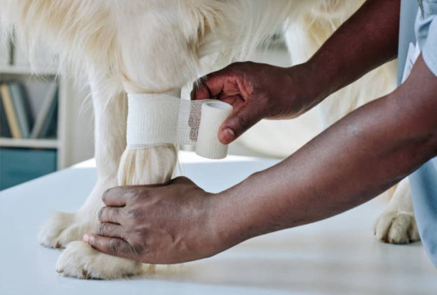 a vet wrapping bandage round a dog's leg