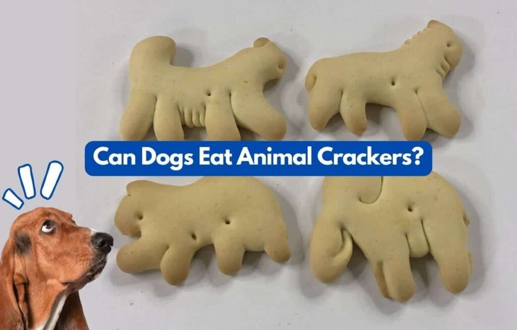 Can Dogs Eat Animal Crackers
