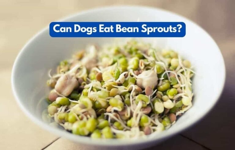 Can Dogs Eat Bean Sprouts? A Vet’s Guide