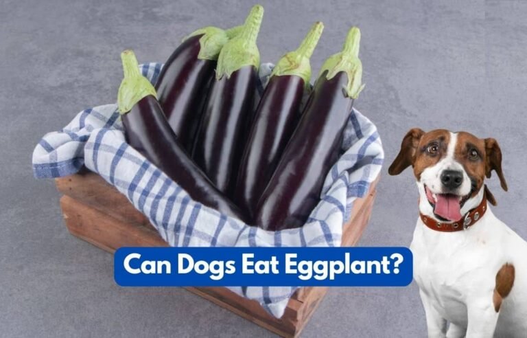 Can Dogs Eat Eggplant? Facts From Experience