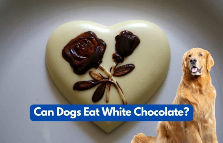 Can Dogs Eat White Chocolate? A Clear Answer