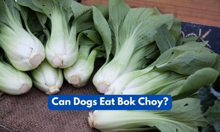 Can Dogs Eat Bok Choy? A Complete Guide With Facts