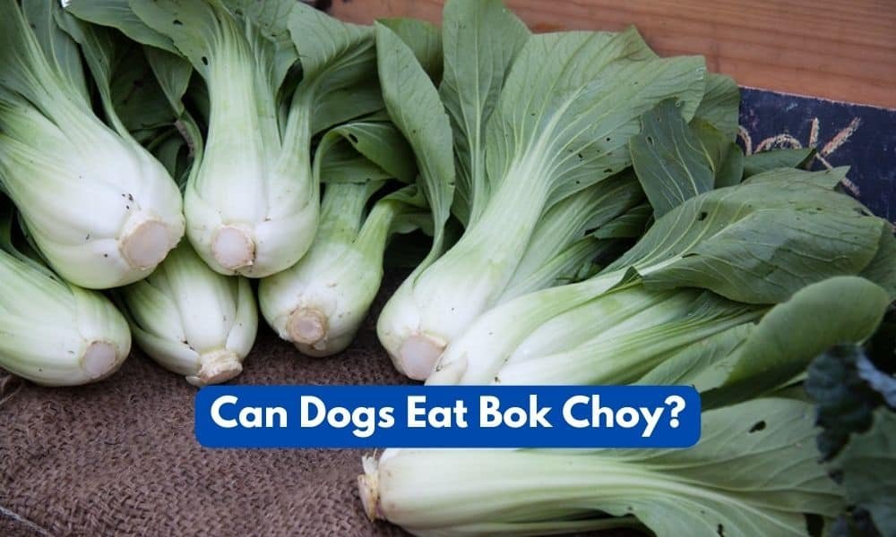 Can dogs eat bok choy