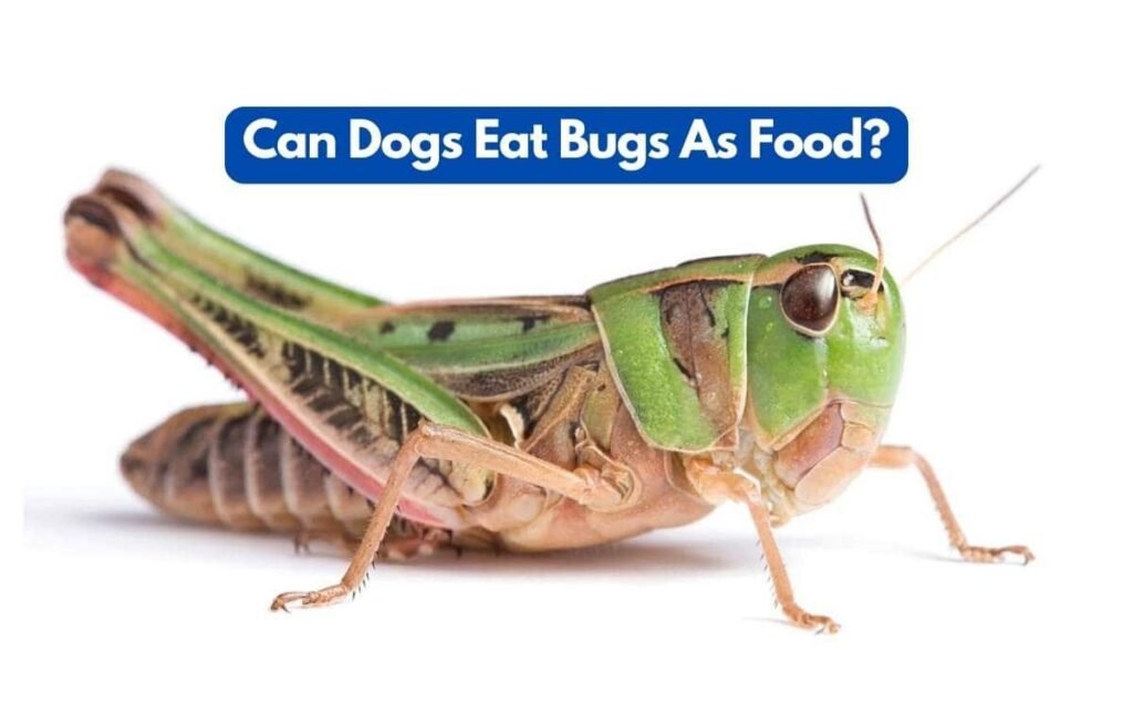 Can dogs eat bugs as food