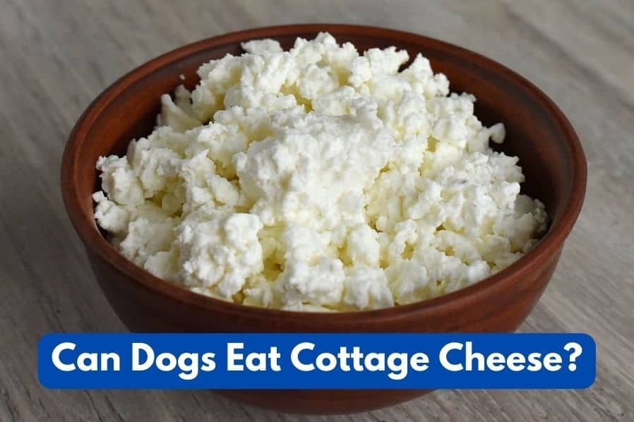 Can dogs eat cottage cheese
