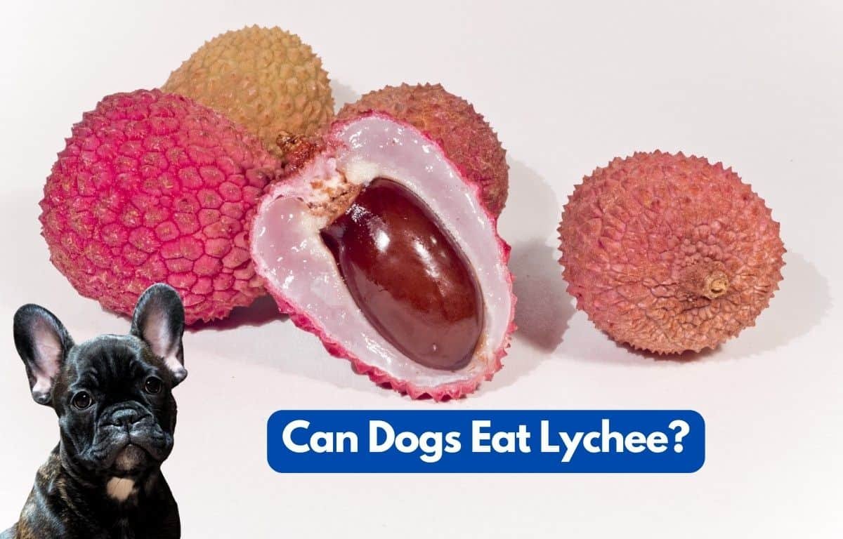 Can dogs eat lychee or litchi