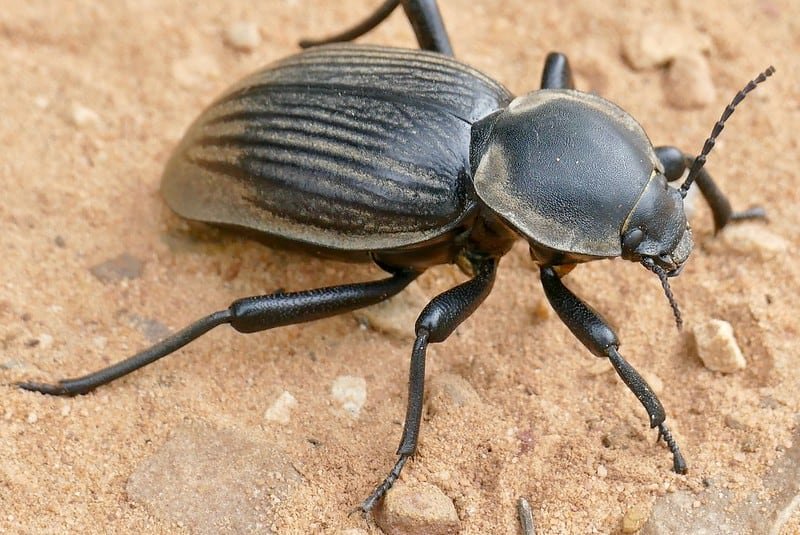 Can dogs eat bugs like darkling beetle?