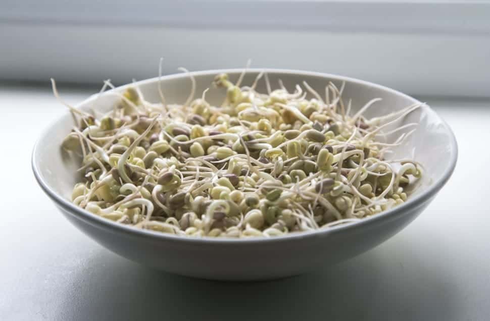 Bean sprouts for dogs in a white ceramic bowl