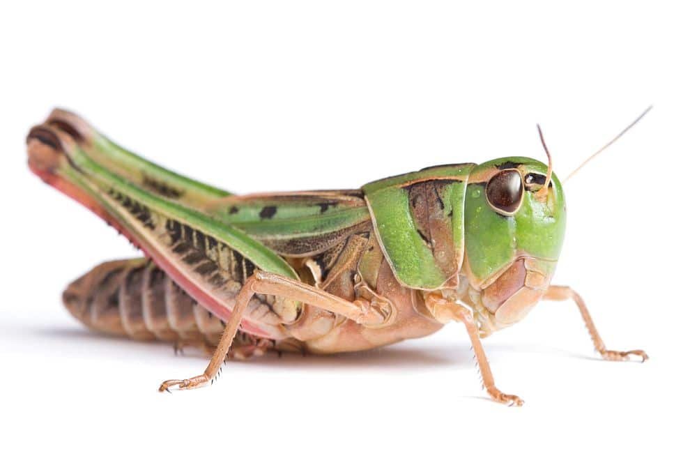 Can dogs eat cricket bug?
