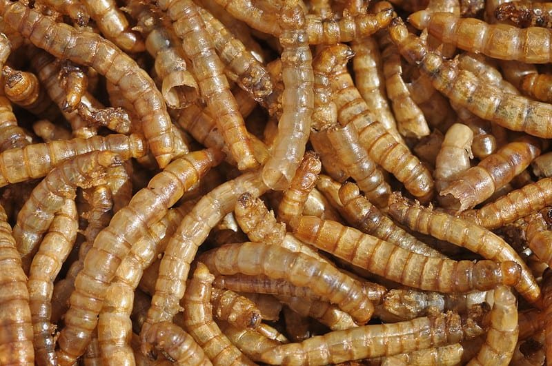 Can dogs eat mealworms?